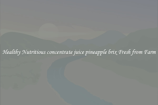 Healthy Nutritious concentrate juice pineapple brix Fresh from Farm